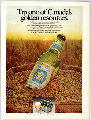 Molson golden ale beer - ale,